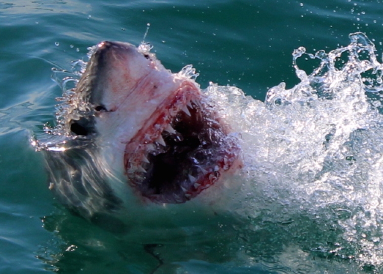 Shark Cage Diving in Gansbaai image 3