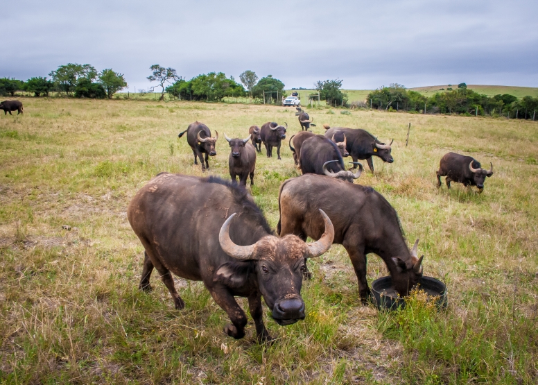 Buffalo Tour image 4