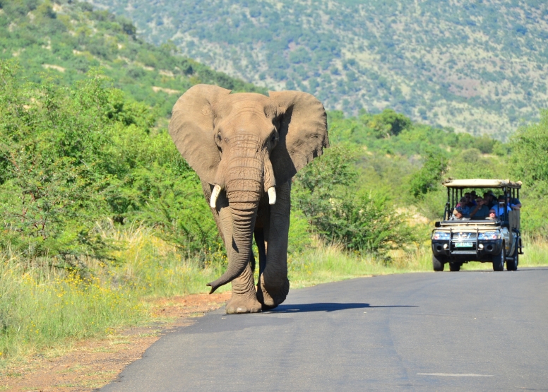 Game Drive Bakubung Gate SA Residents image 4