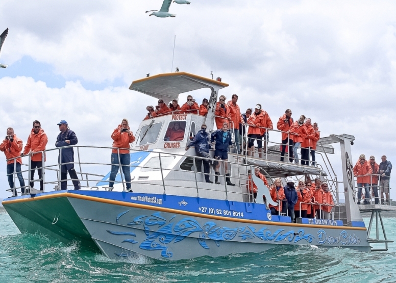 Shark Cage Diving Gansbaai - South African Special image 4