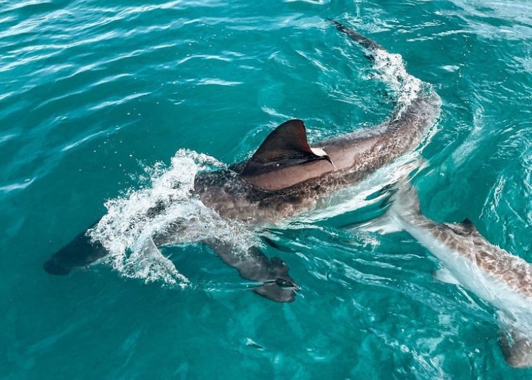 Shark Cage Diving in Gansbaai with White Shark Diving Company image 2