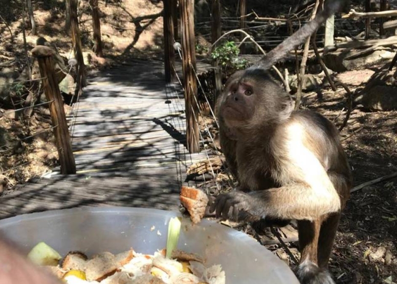 Harties Monkey Sanctuary Feeding Tour image 6