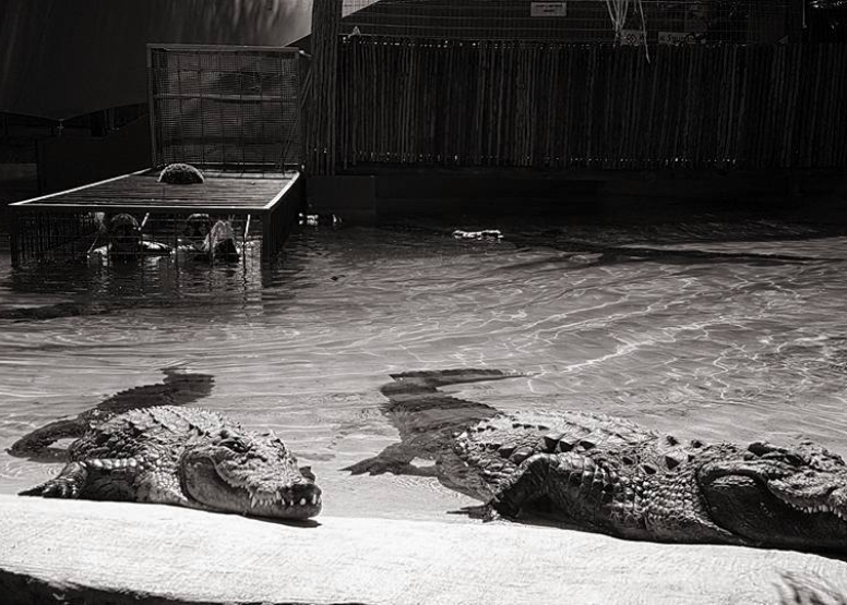 Reptile Combo Tour image 1