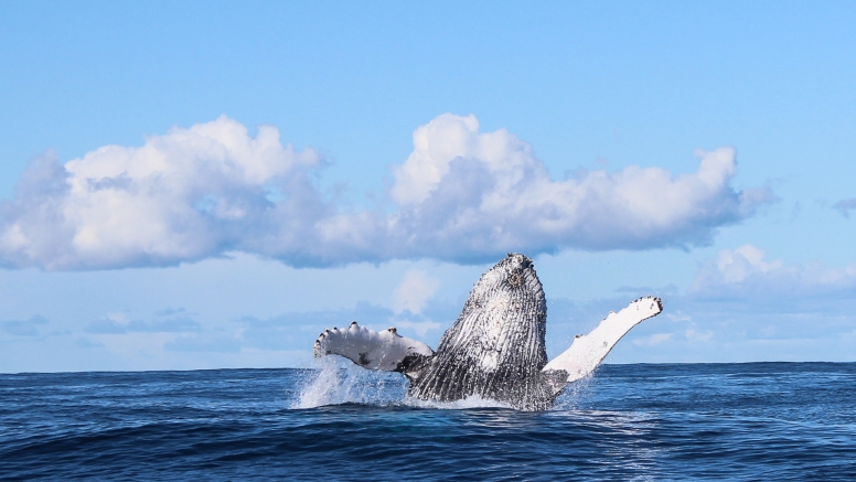 Marine Big 5 Tour Gansbaai with return transfer from Hermanus image 8