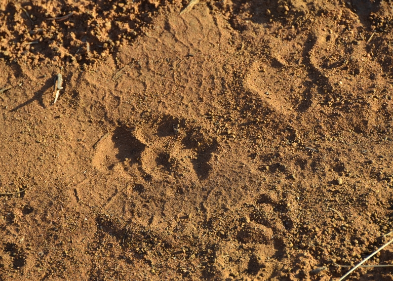 Pilanesberg Game Walk image 3