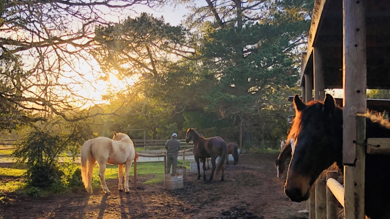 Half day horse ride wine and dine package image 3