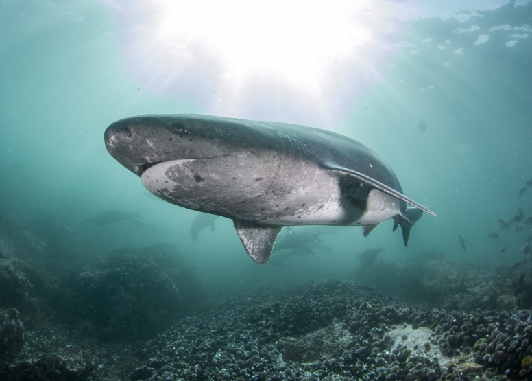 Shark Cage Diving Cape Town image 6