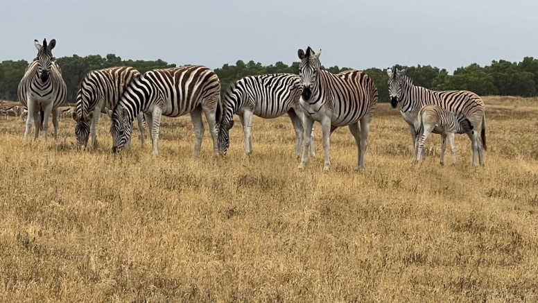 Safari & San Heritage Daytrip from Cape Town image 5
