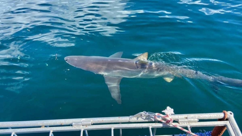 Cape Town Shark Cage Diving image 2