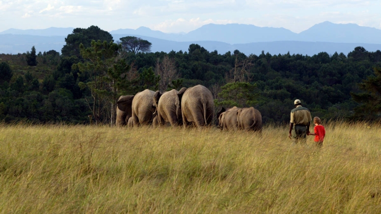 Morning Elephant Walk image 9