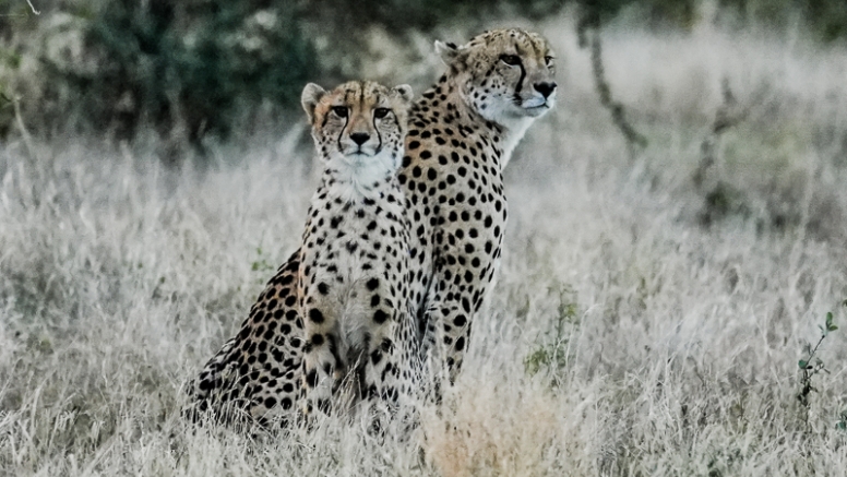 Full Day Kruger Safari image 2