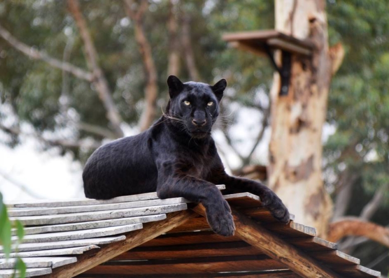 Family Combo Panthera Africa image 1