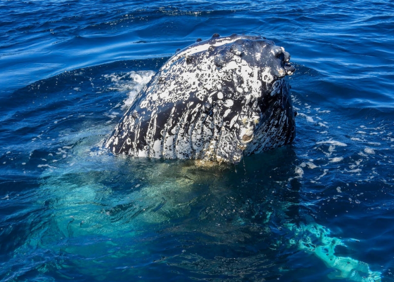 Knysna Whale Watching - Close Encounters image 6