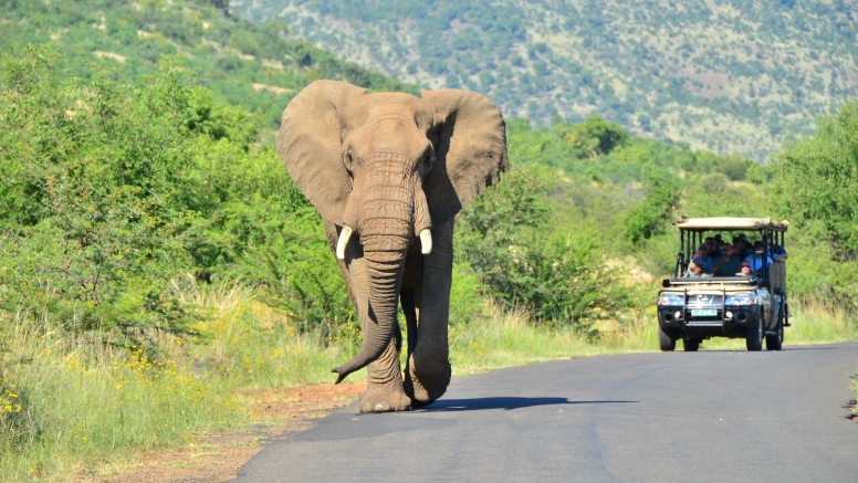 Scheduled Game Drive Sun City image 2