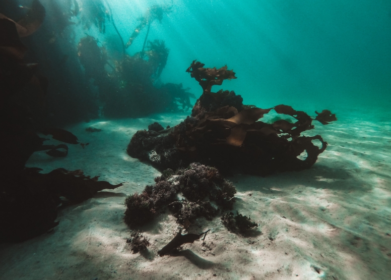 Great African Sea Forest Single Scuba Dive Boat Entry image 7