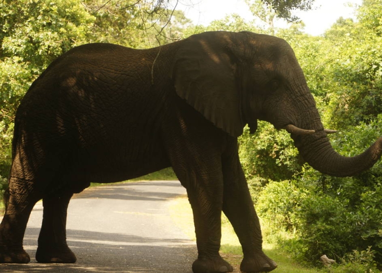 iSimangaliso Wetland Park Full day Family Safari image 1