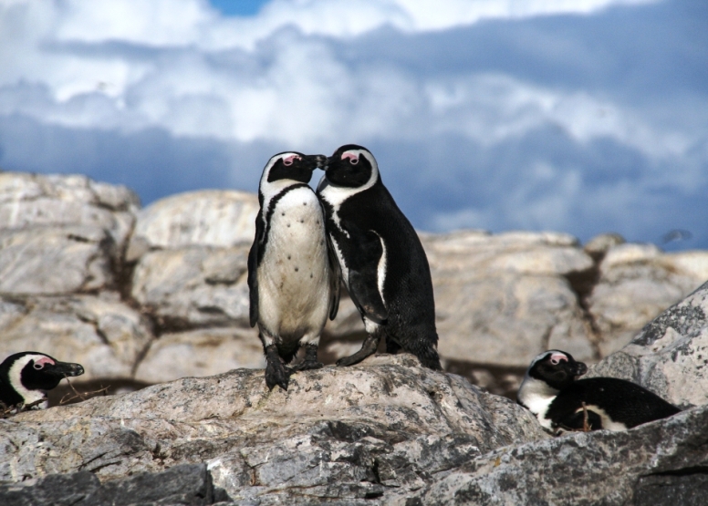 Marine Big 5 Tour Gansbaai with return transfer from Cape Town image 7