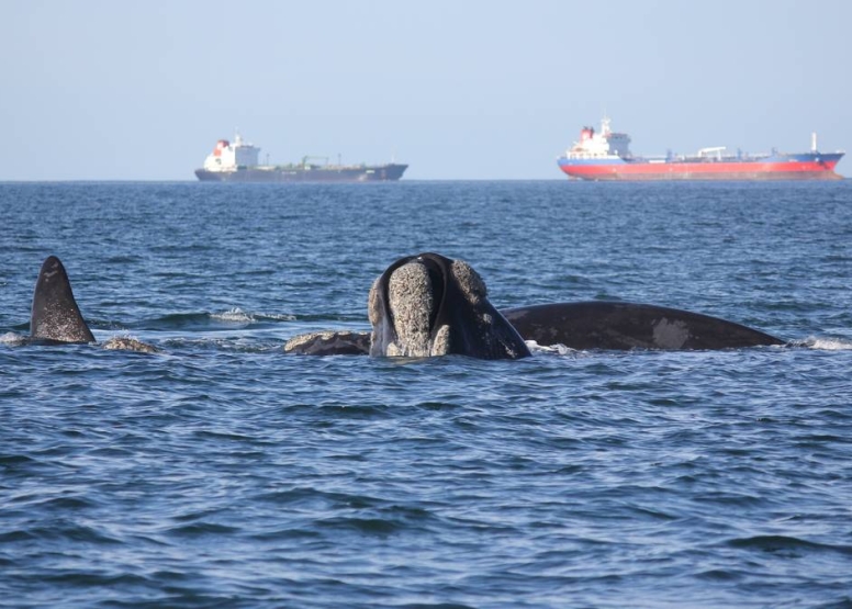 Boat Based Whale Watching image 5