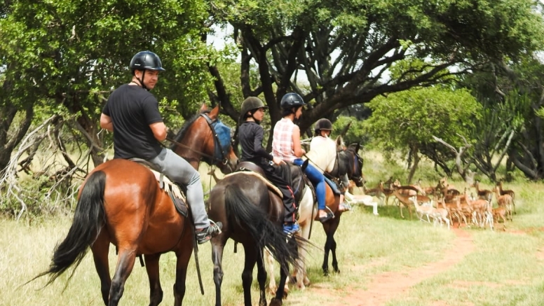 1 Hour Midday Breakaway Horse Ride Harties image 1