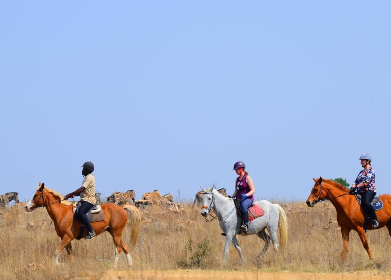 Sunset Horseback Safari image 5