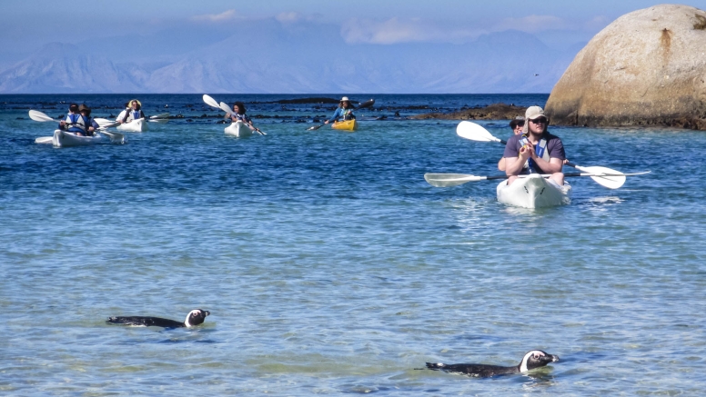 Penguin Kayak Trip image 9