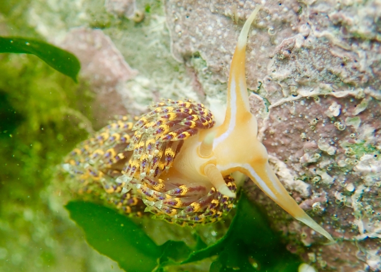 Snorkel Cape Town's Stunning Tidal Pools image 11