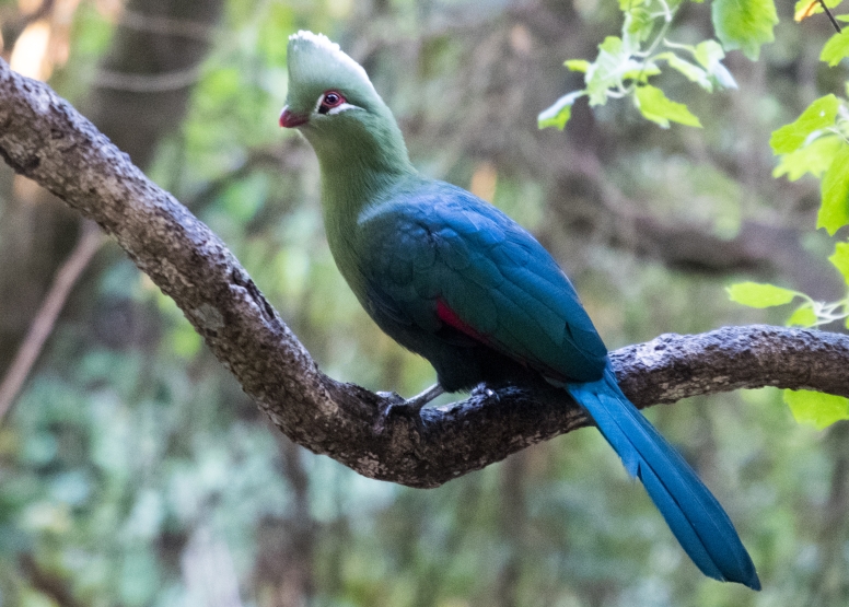 Monkeyland, Birds of Eden & Jukani image 8