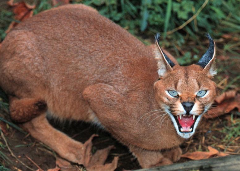 Jukani Wildlife Sanctuary image 6