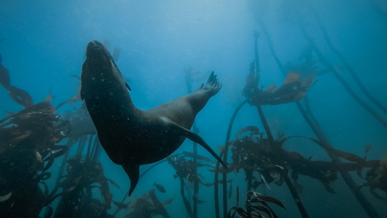 Scuba for science image 9