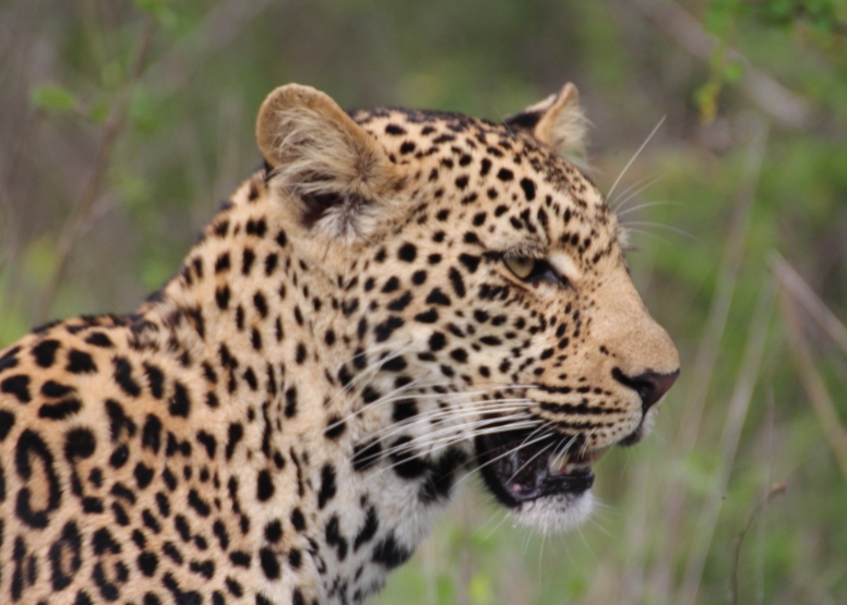 6 Day Epic Kruger Park image 6