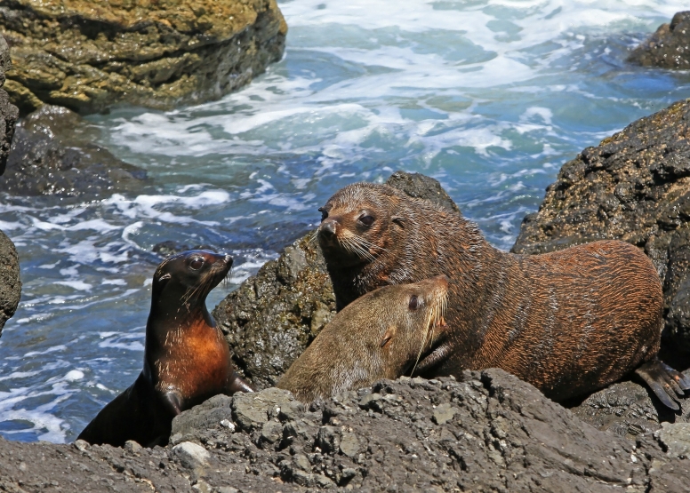 Cape Point Safari & Seal Snorkeling Experience image 5