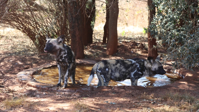 Savannah Trail Guided Walk Bothongo Rhino and Lion Nature Reserve image 6