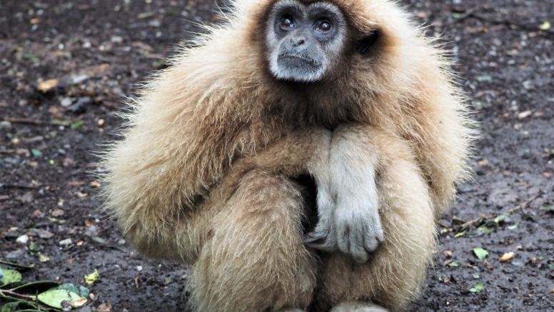 Monkeyland image 1