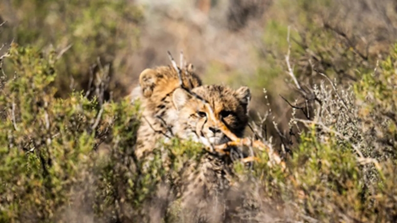 Free Roaming Cheetah Experience image 8