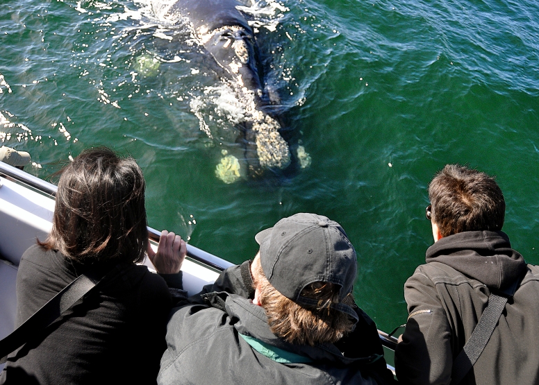 Cape Town Whale Watching Trip image 8