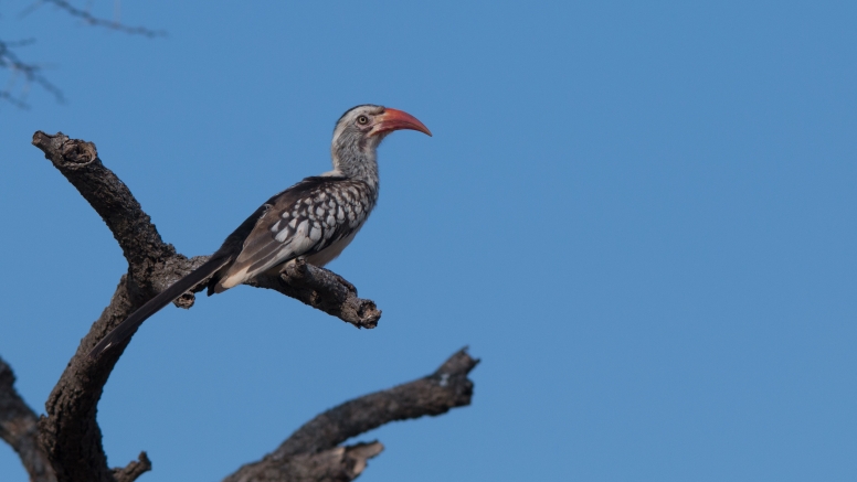 Manyoni Birding Safari (3-4 hrs) image 3