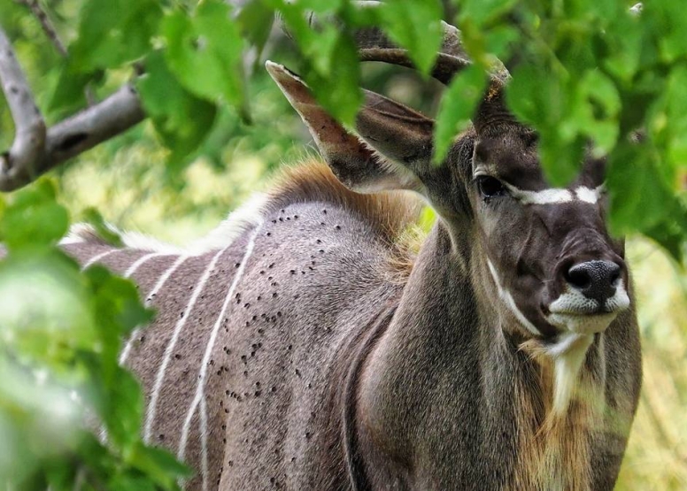 3 Hour Kruger Game Drive image 1