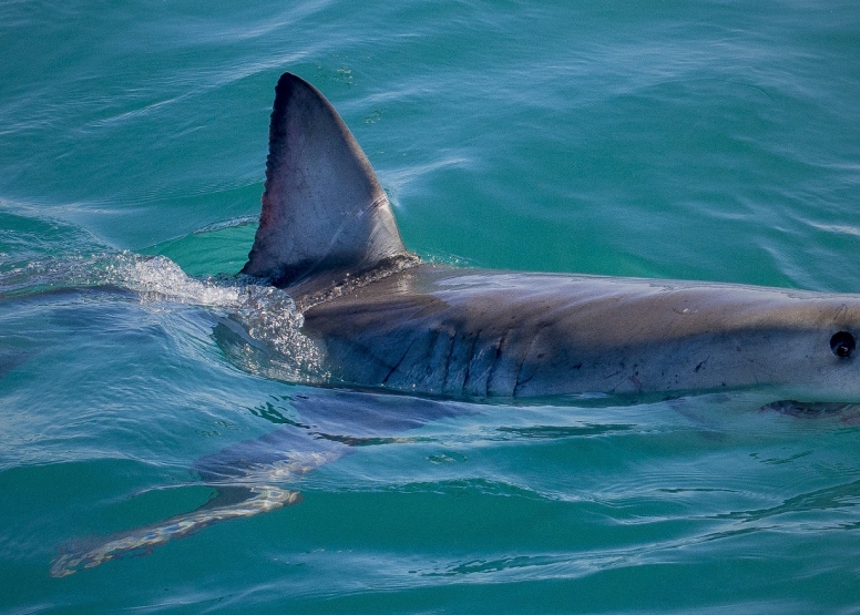 Shark Cage Diving in Gansbaai (White Shark Projects) image 6