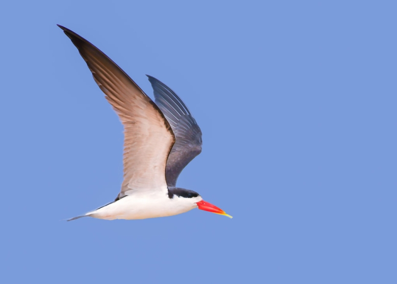 Photographic Full Day Private Safari Kruger Park image 1