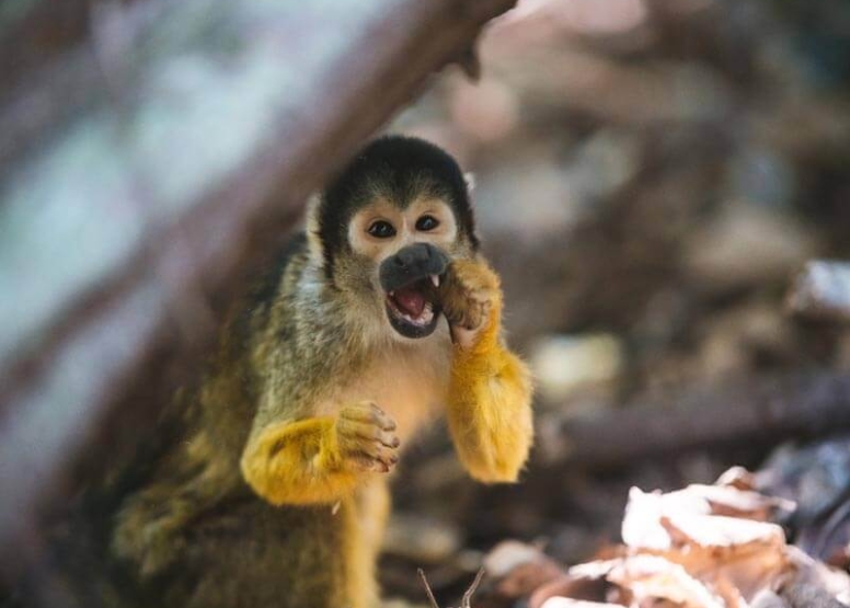 The Hidden Forest Wildlife Sanctuary image 2