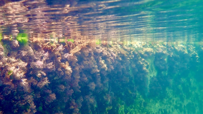 Snorkel Cape Town's Stunning Tidal Pools image 8