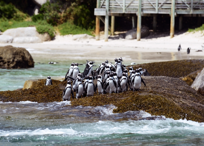 Cape Point Cruise image 5