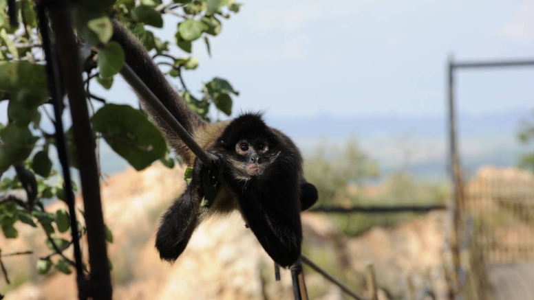 Harties Monkey Sanctuary Tour image 2