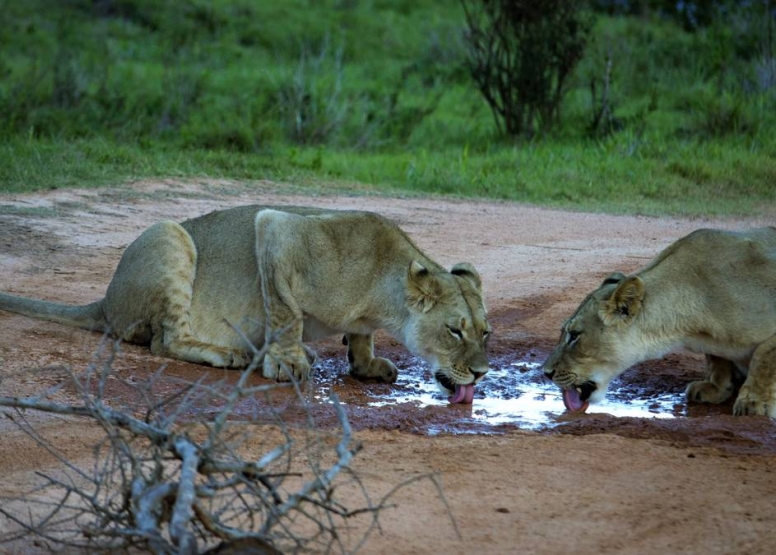 Addo Elephant Park Full Day Safari image 4