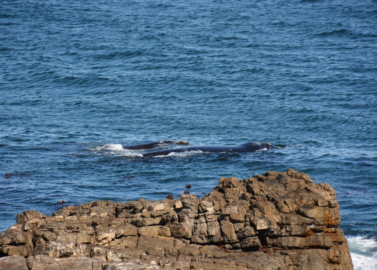Hermanus Land Based Whale Watching Tour image 2