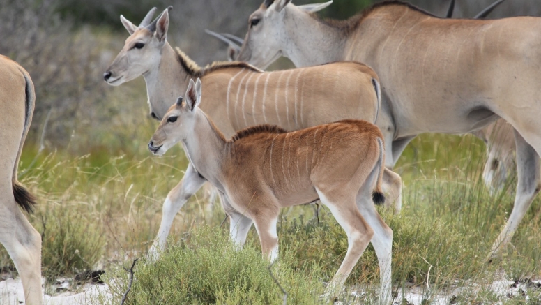 Safari & San Heritage Daytrip from Cape Town image 9