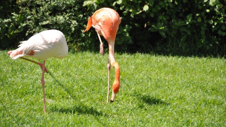 Birds of Eden and Jukani Wildlife Sanctuary image 4