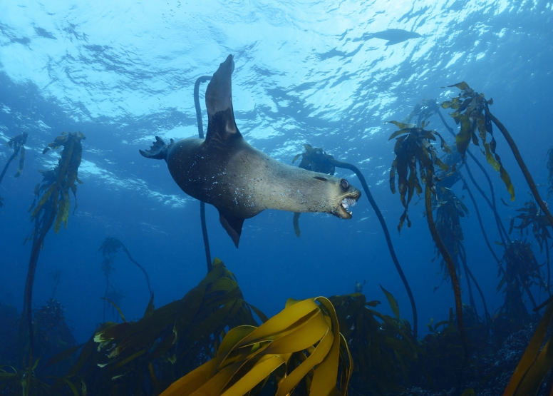 Seal and Kelp Forest Scuba Dive Package Cape Town image 4