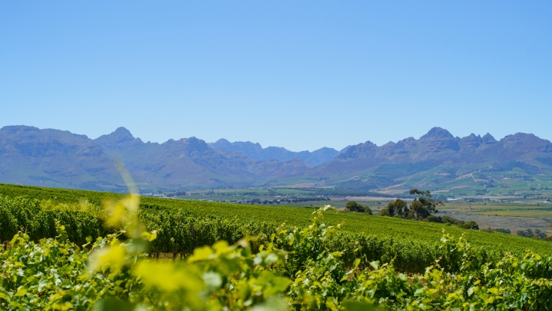 Stellenbosch Winelands Luxury EBike Cycle Tour image 1