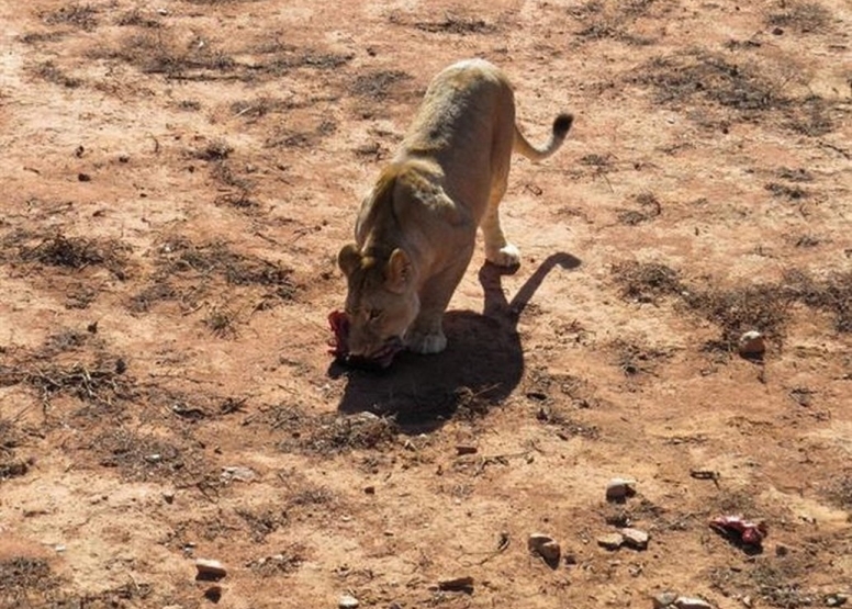 Lion Feeding Experience image 2